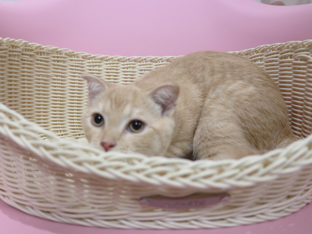 スコティッシュフォールドの子猫画像