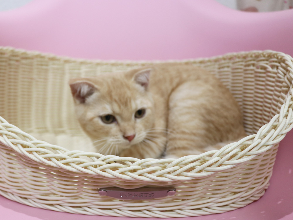 スコティッシュフォールドの子猫画像