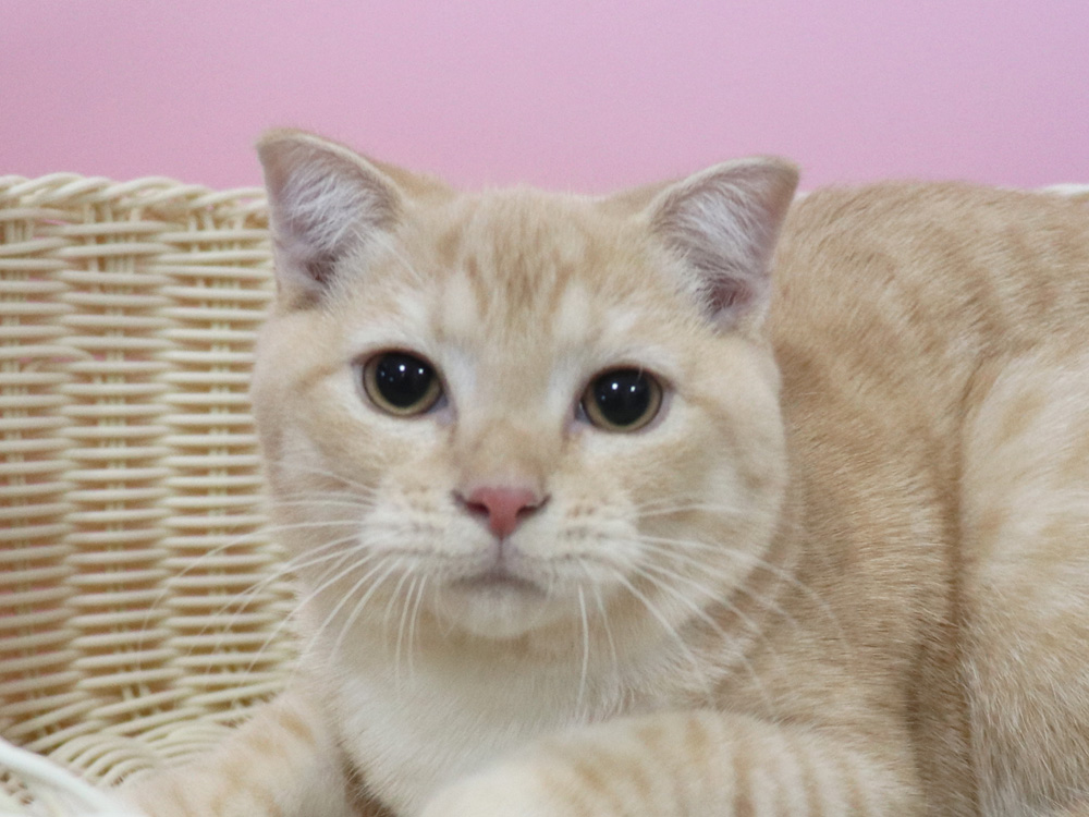スコティッシュフォールドの子猫画像