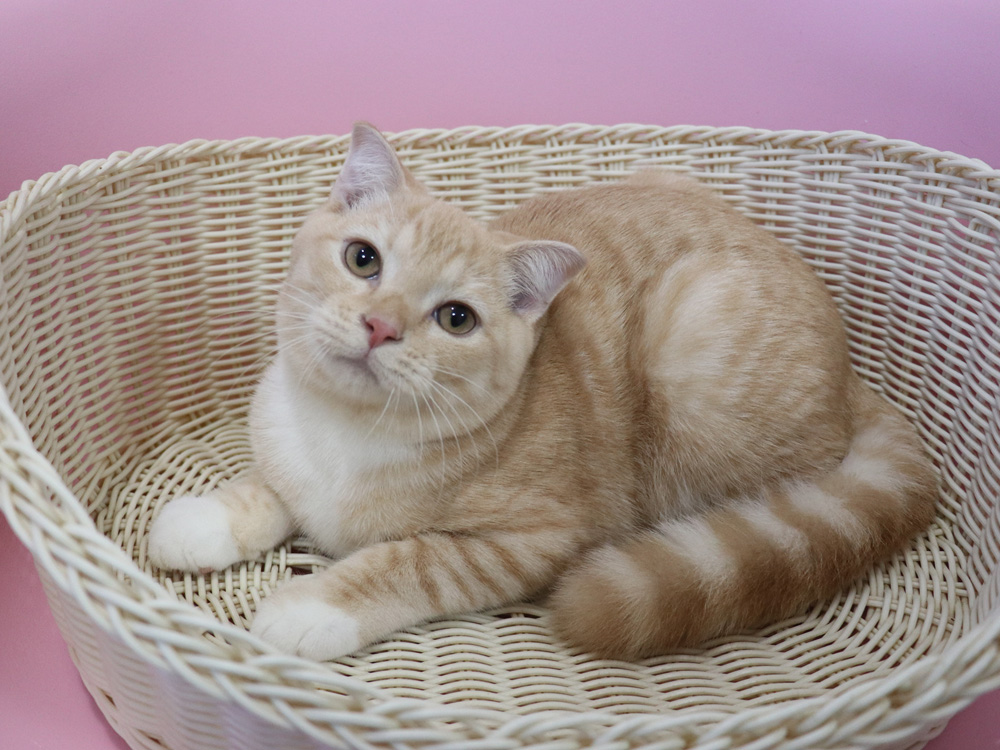 スコティッシュフォールドの子猫画像