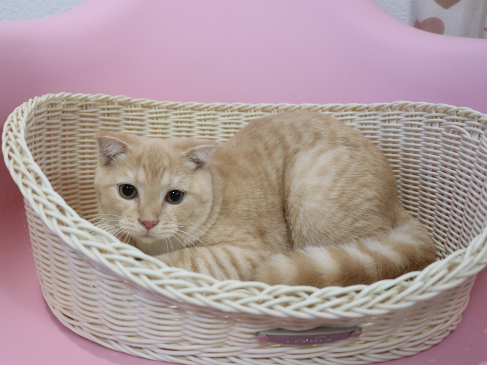 スコティッシュフォールドの子猫画像
