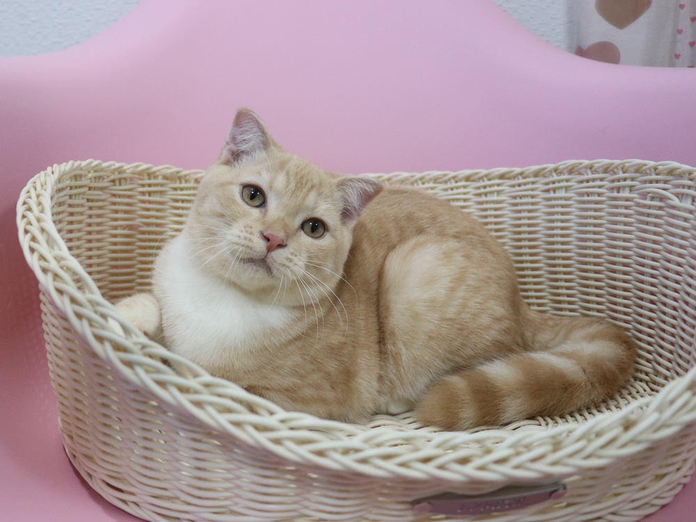スコティッシュフォールドの子猫画像