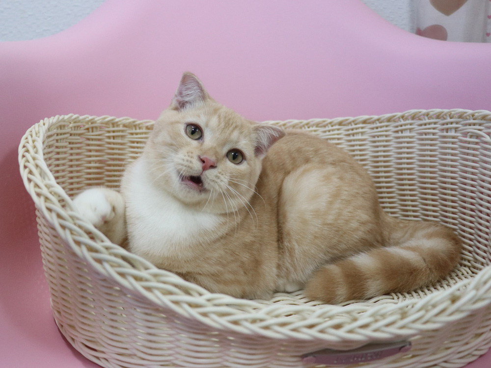 スコティッシュフォールドの子猫画像