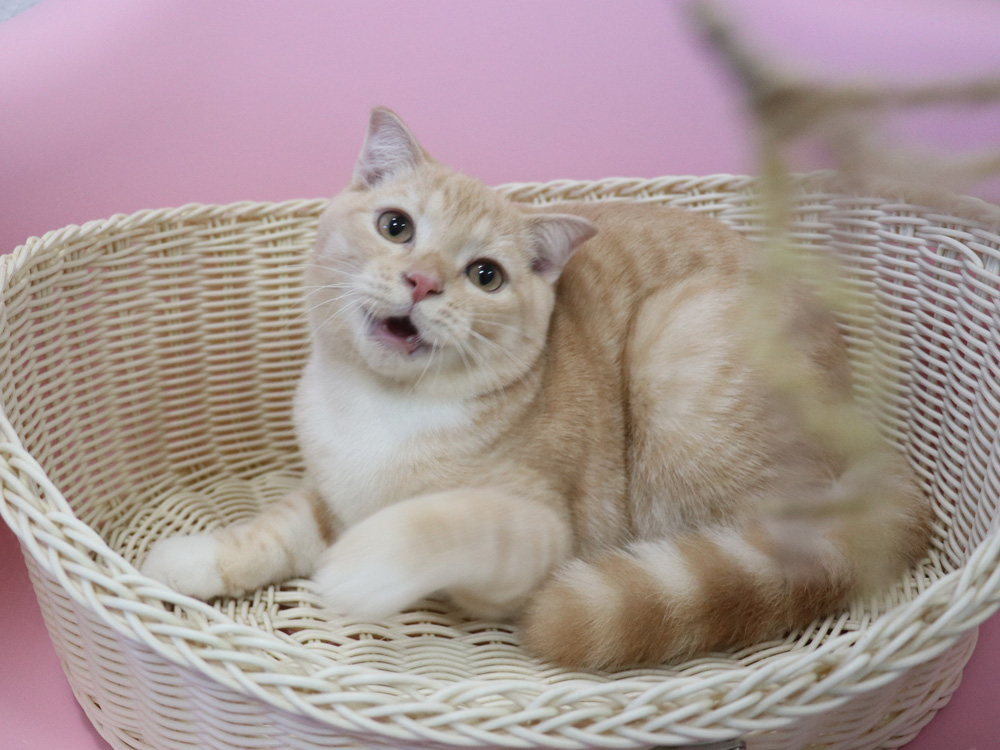 スコティッシュフォールドの子猫画像