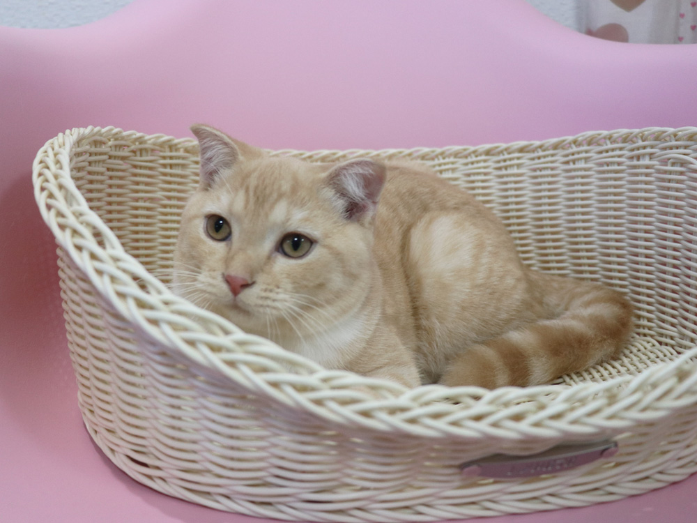 スコティッシュフォールドの子猫画像