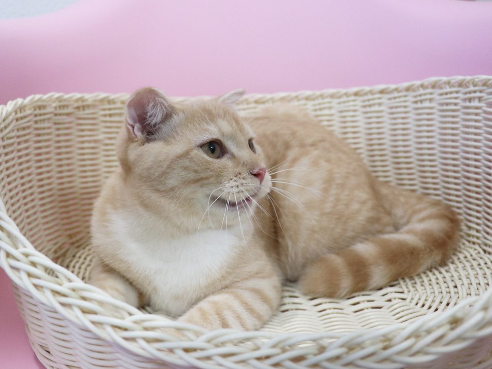 スコティッシュフォールドの子猫画像