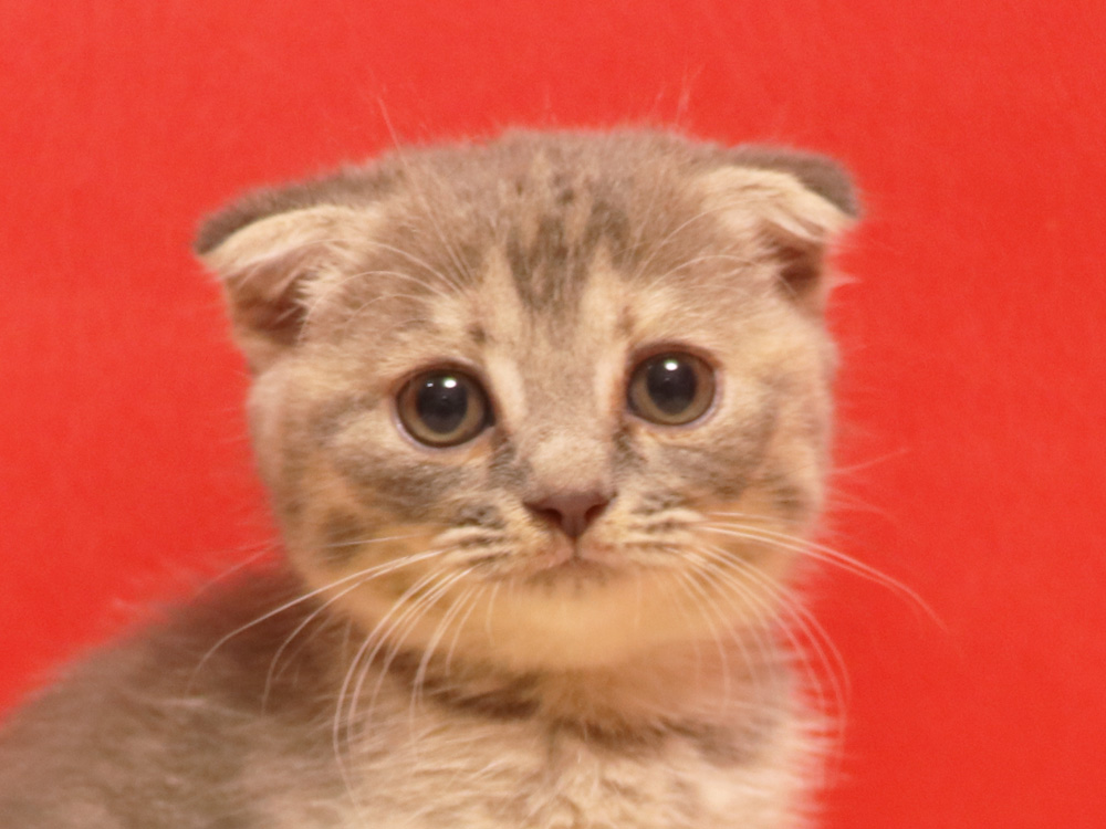 スコティッシュフォールドの子猫画像