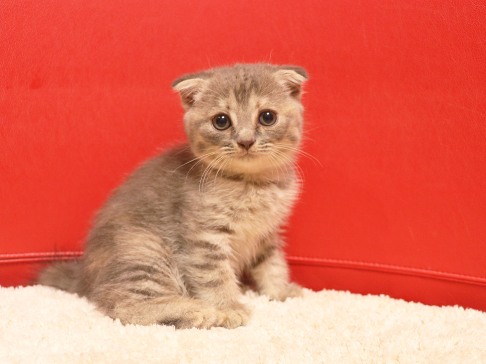 スコティッシュフォールドの子猫画像