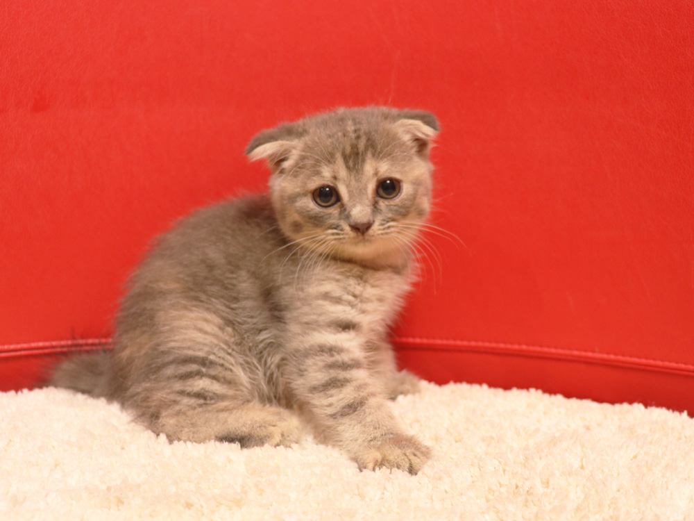 スコティッシュフォールドの子猫画像