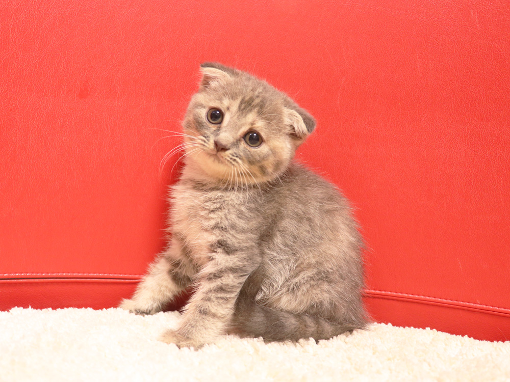 スコティッシュフォールドの子猫画像