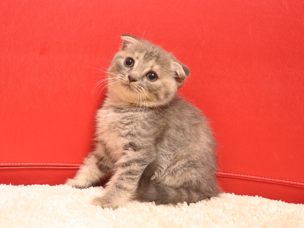スコティッシュフォールドの子猫画像