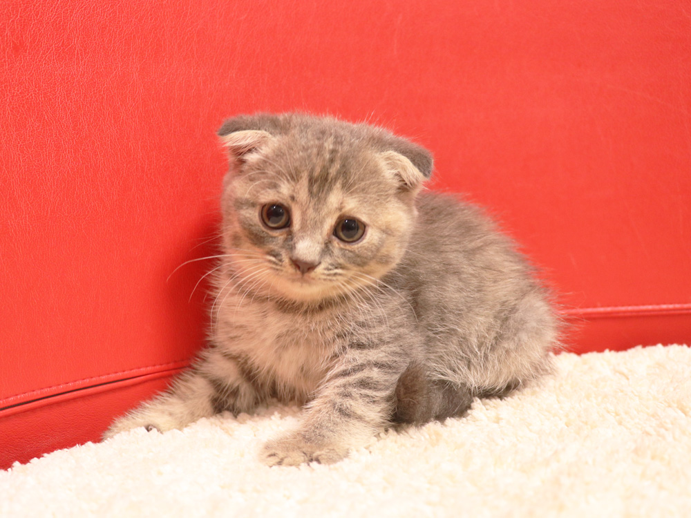 スコティッシュフォールドの子猫画像
