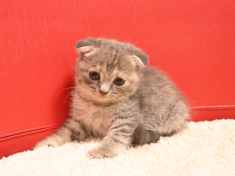 スコティッシュフォールドの子猫画像