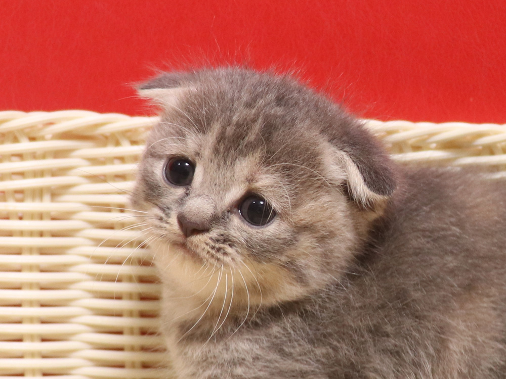 スコティッシュフォールドの子猫画像
