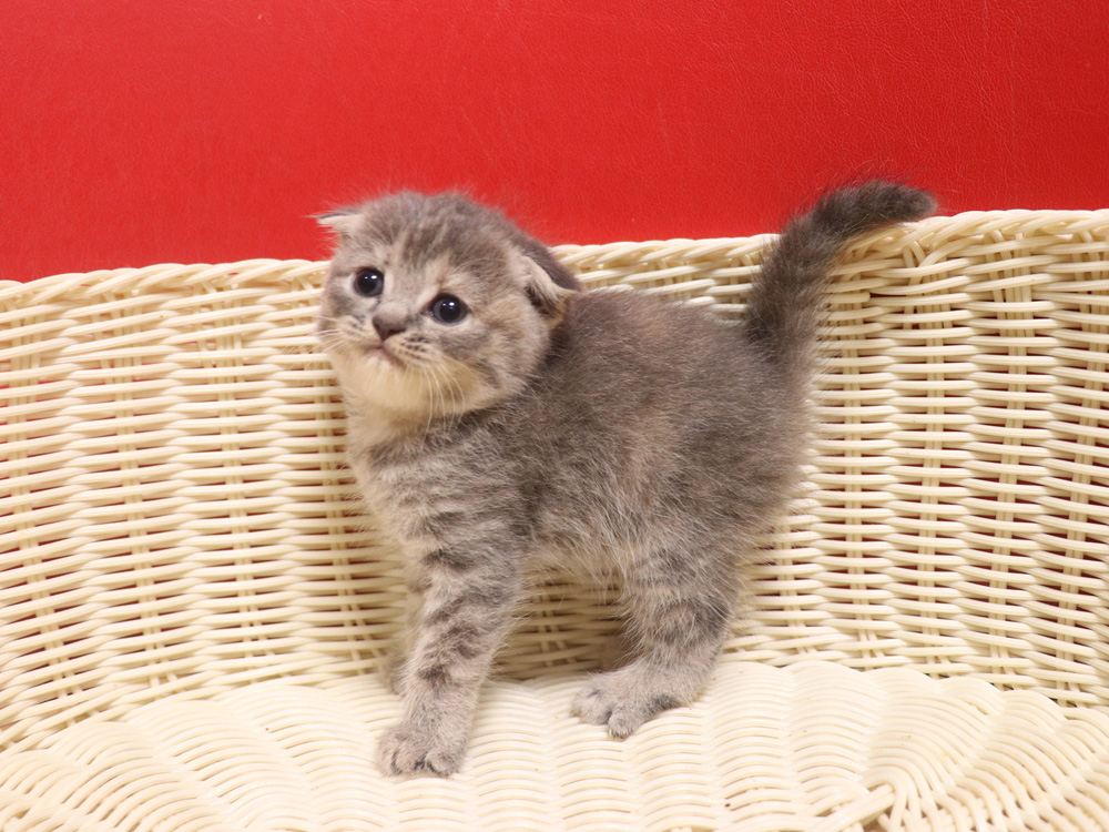 スコティッシュフォールドの子猫画像