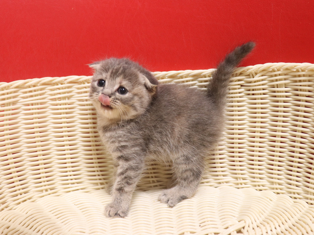 スコティッシュフォールドの子猫画像