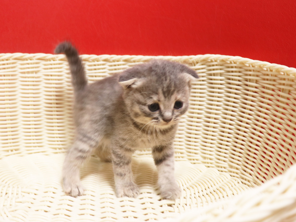 スコティッシュフォールドの子猫画像