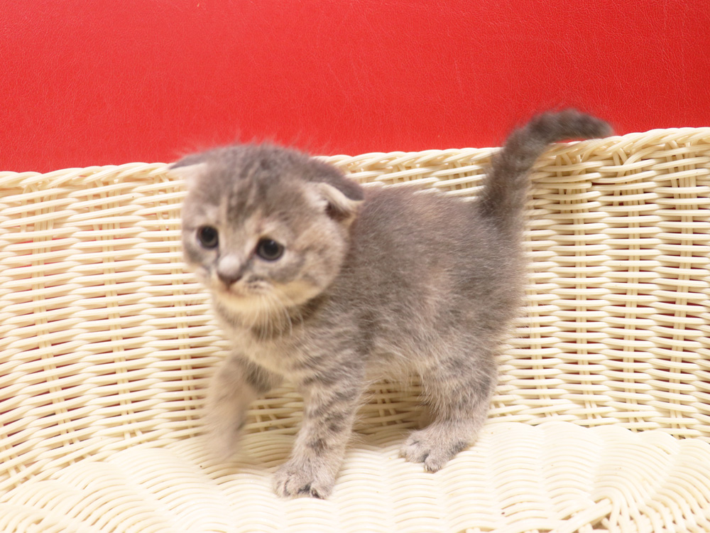 スコティッシュフォールドの子猫画像