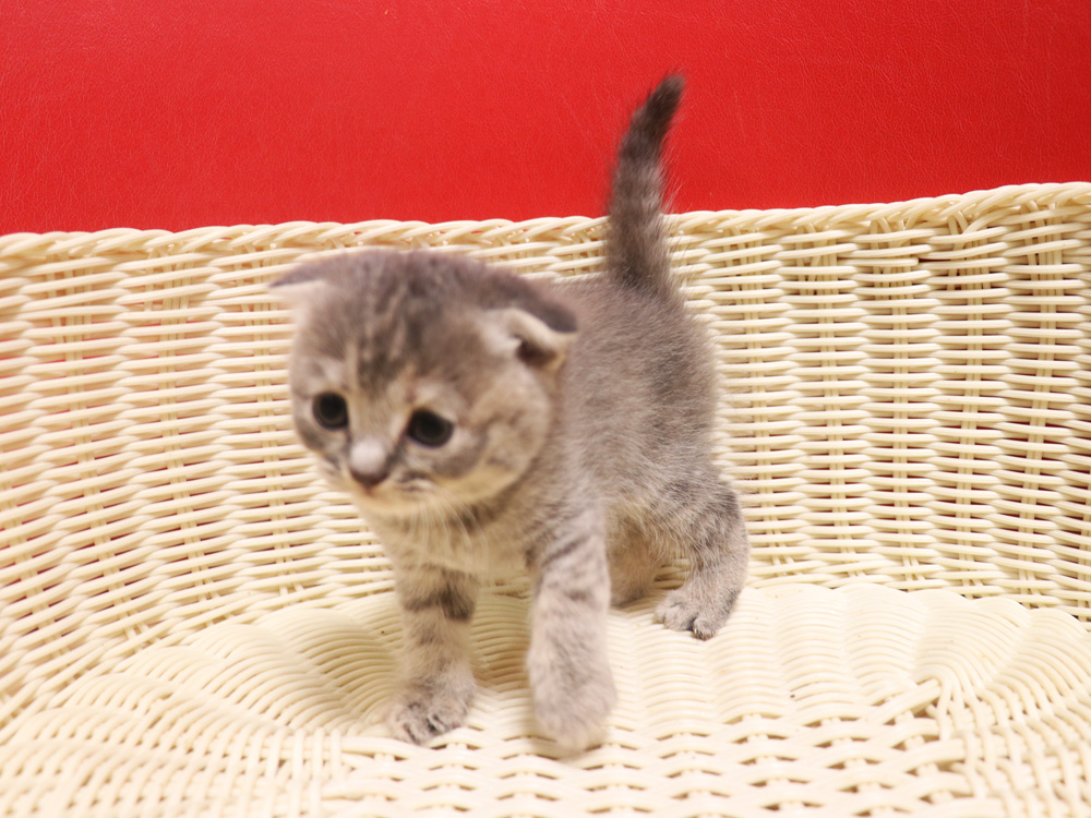 スコティッシュフォールドの子猫画像