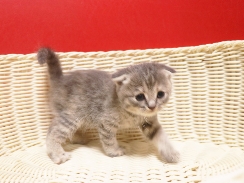 スコティッシュフォールドの子猫画像