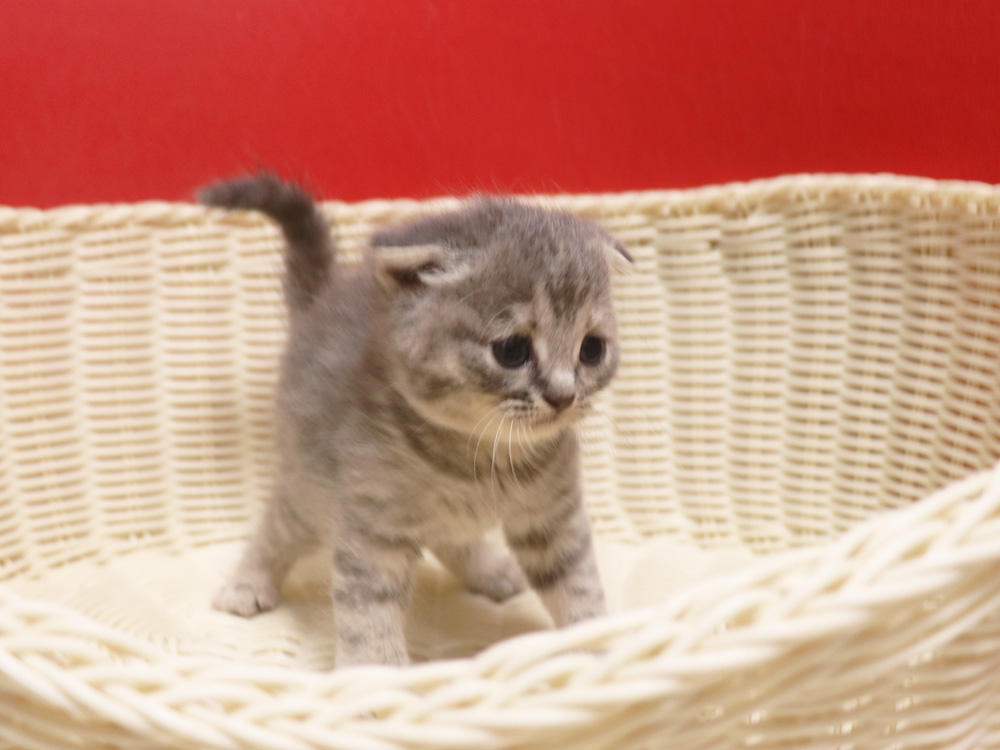 スコティッシュフォールドの子猫画像