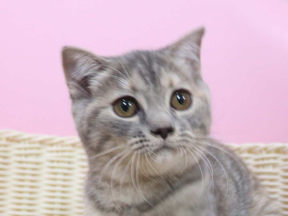 スコティッシュフォールドの子猫画像