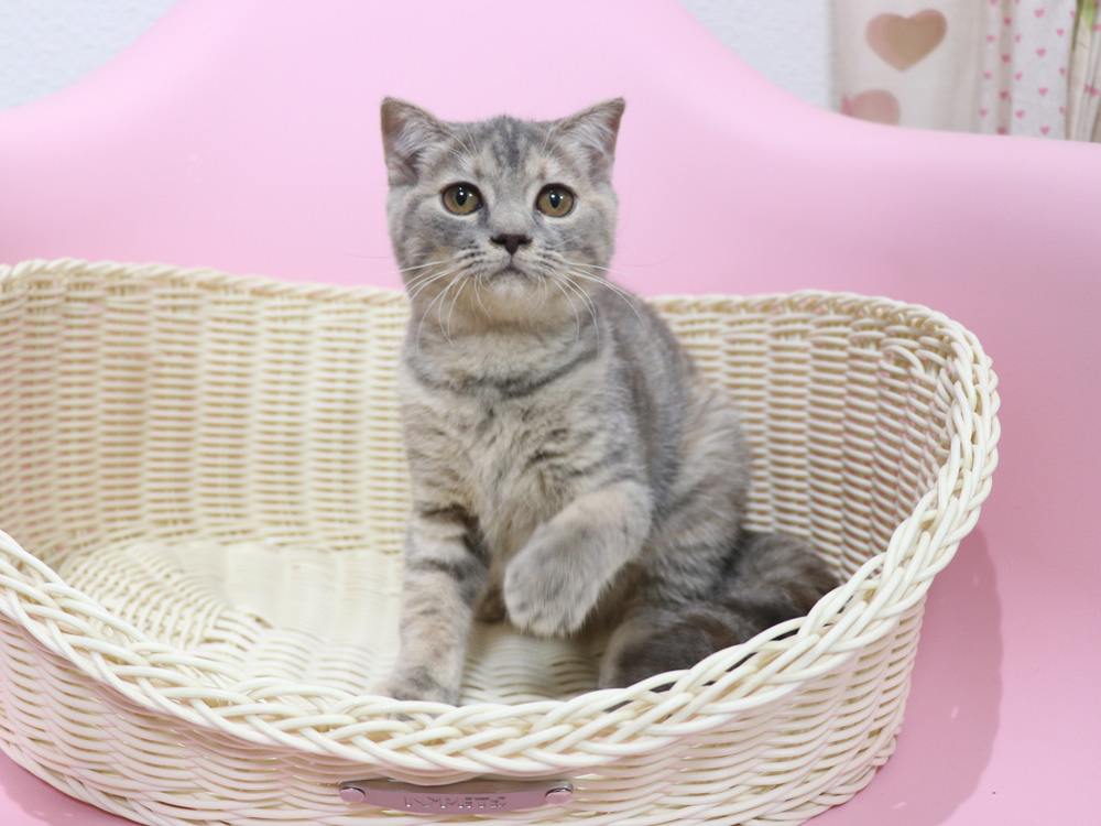 スコティッシュフォールドの子猫画像