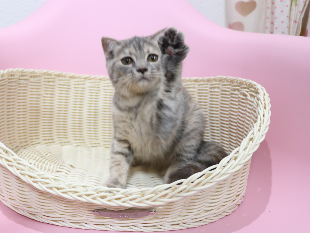 スコティッシュフォールドの子猫画像