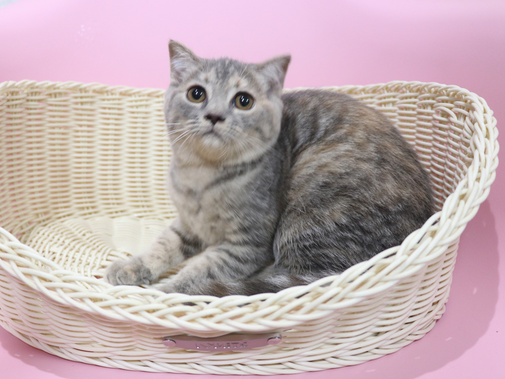 スコティッシュフォールドの子猫画像