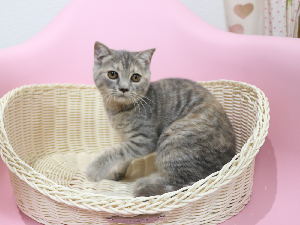 スコティッシュフォールドの子猫画像