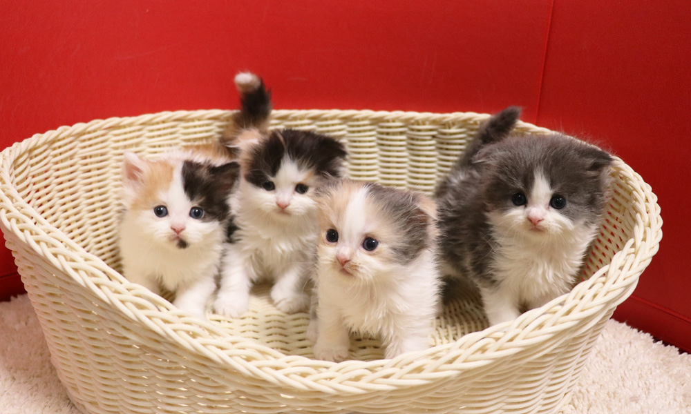 スコティッシュフォールドの子猫画像