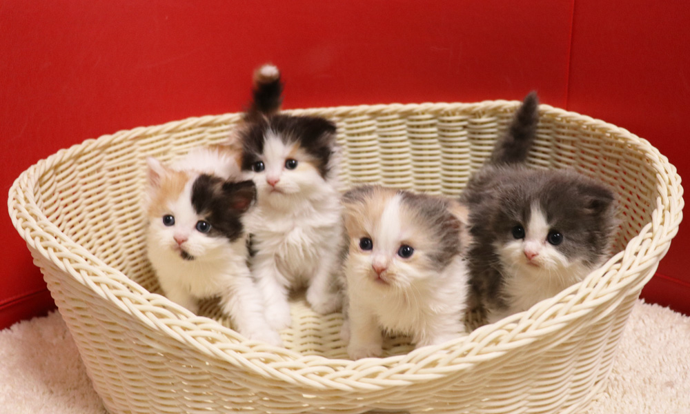スコティッシュフォールドの子猫画像