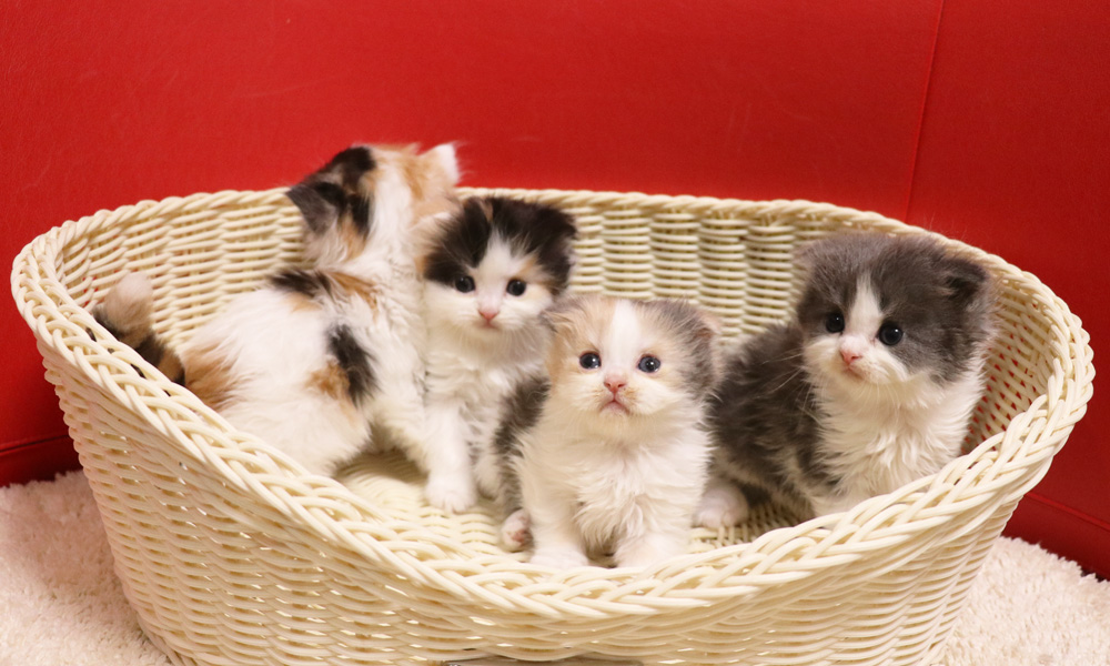スコティッシュフォールドの子猫画像