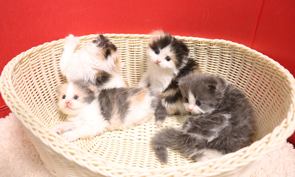 スコティッシュフォールドの子猫画像