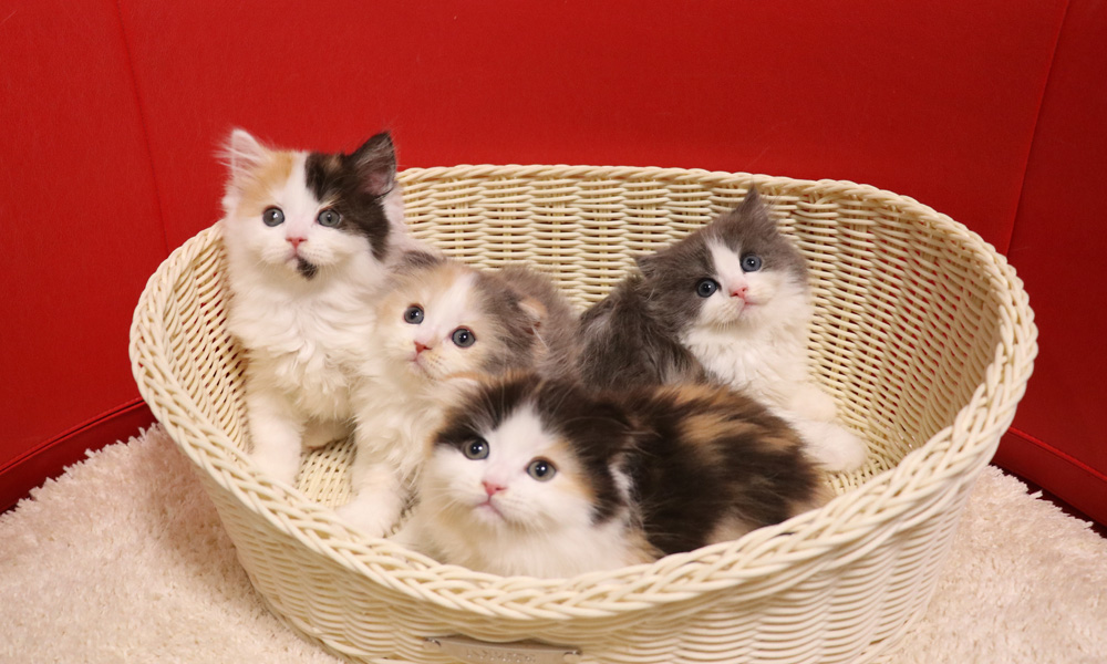 スコティッシュフォールドの子猫画像