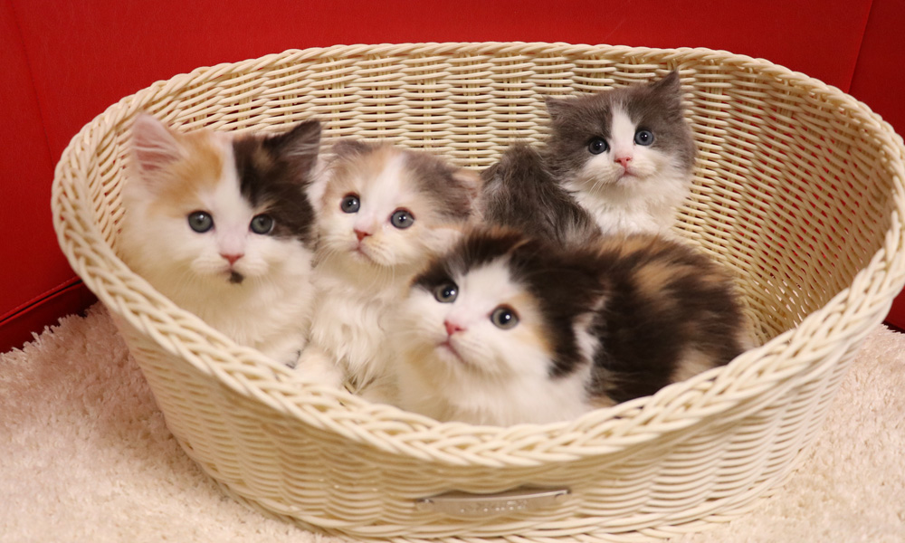 スコティッシュフォールドの子猫画像