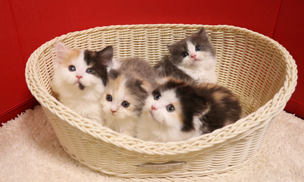 スコティッシュフォールドの子猫画像