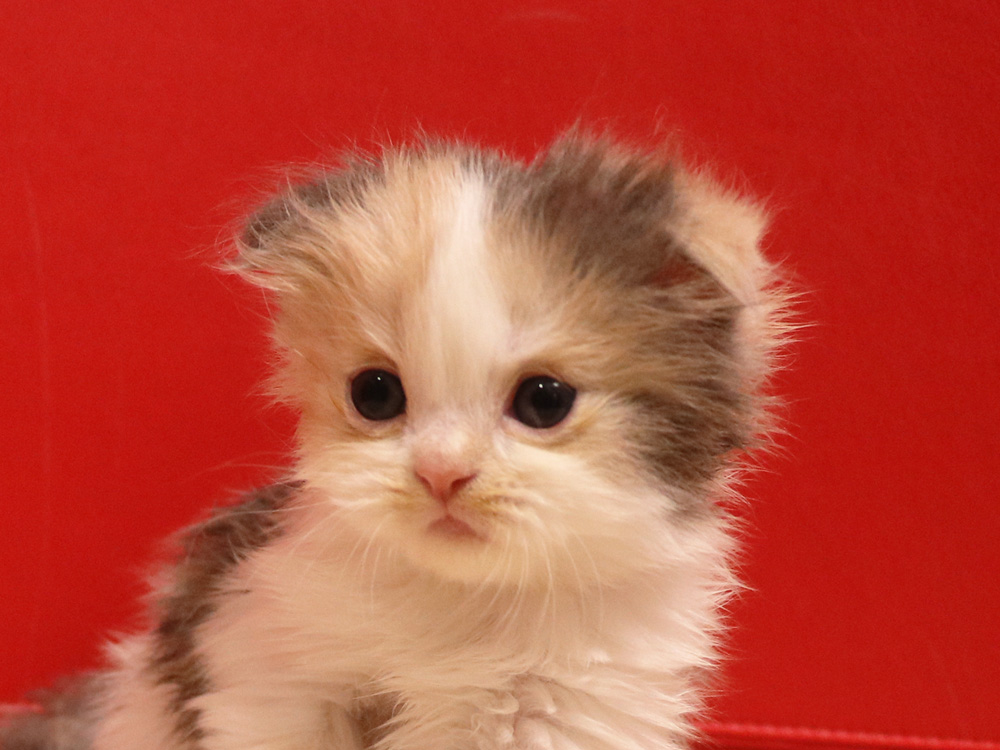 スコティッシュフォールドの子猫画像