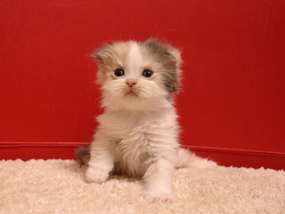 スコティッシュフォールドの子猫画像