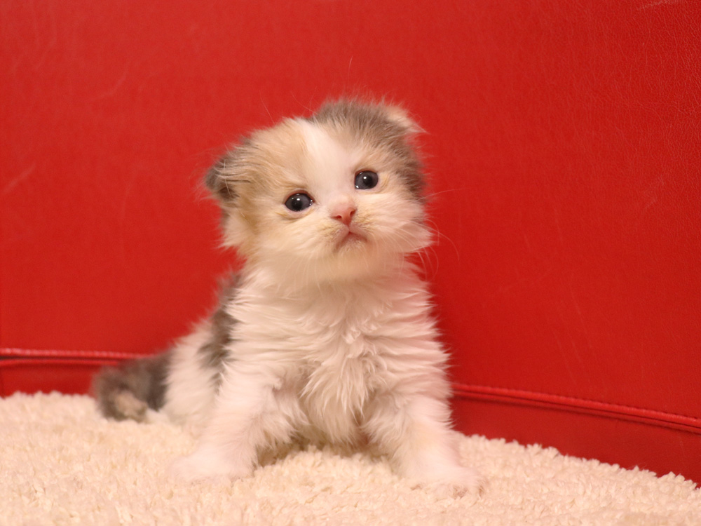 スコティッシュフォールドの子猫画像