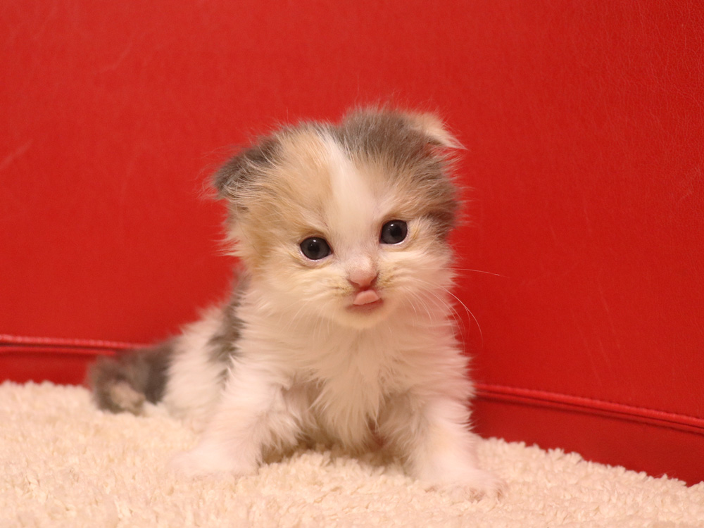 スコティッシュフォールドの子猫画像