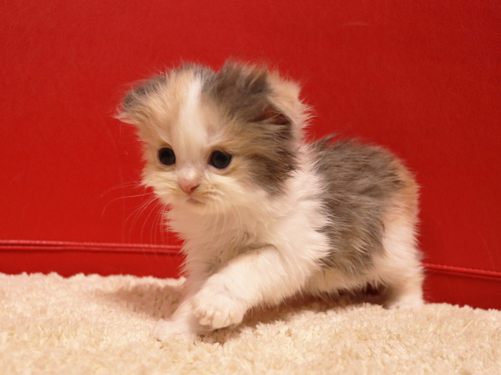スコティッシュフォールドの子猫画像
