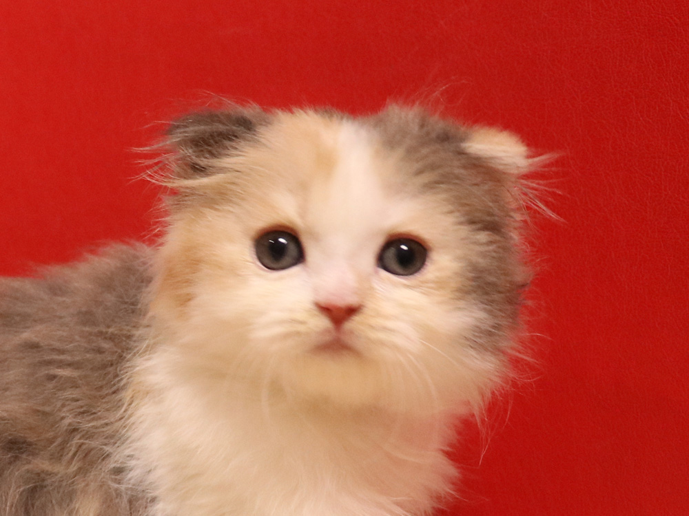 スコティッシュフォールドの子猫画像