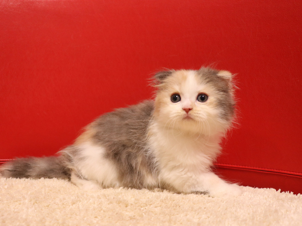スコティッシュフォールドの子猫画像