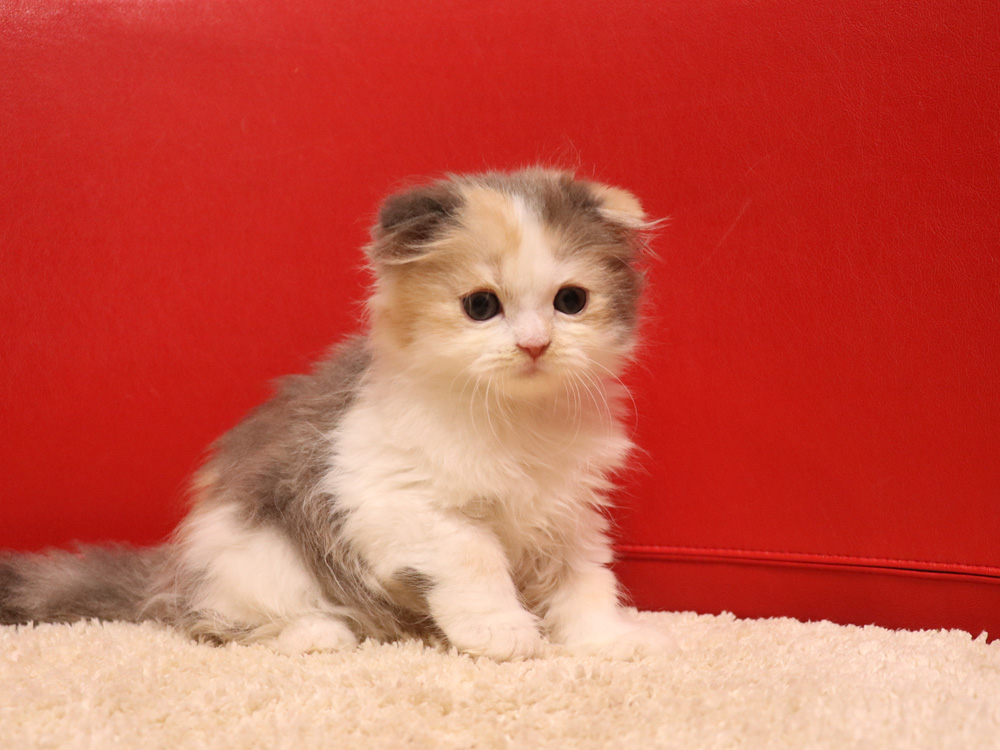 スコティッシュフォールドの子猫画像