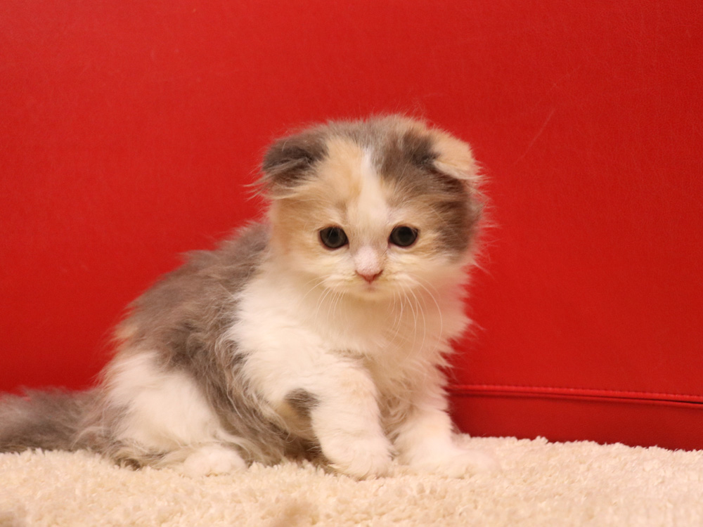 スコティッシュフォールドの子猫画像