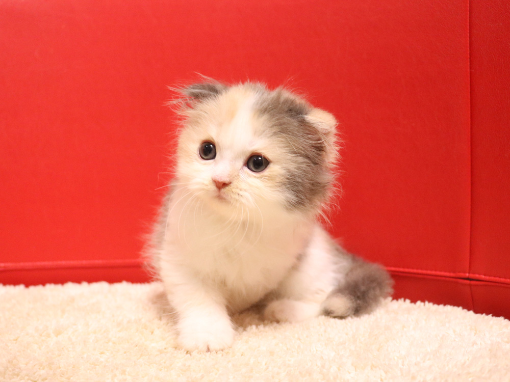 スコティッシュフォールドの子猫画像
