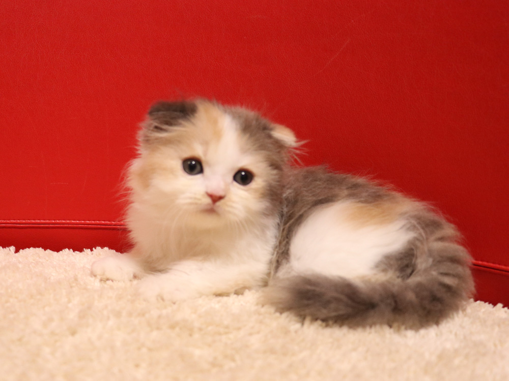 スコティッシュフォールドの子猫画像