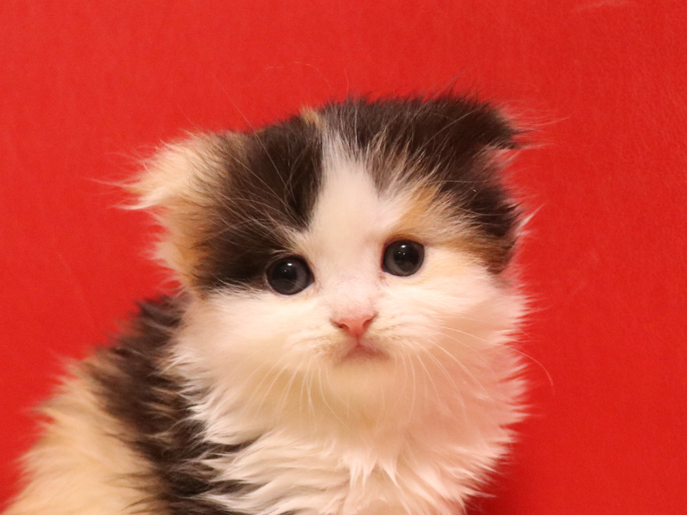 スコティッシュフォールドの子猫画像