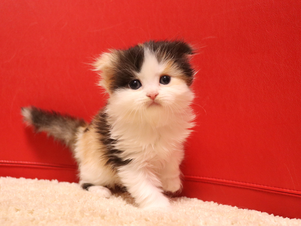 スコティッシュフォールドの子猫画像